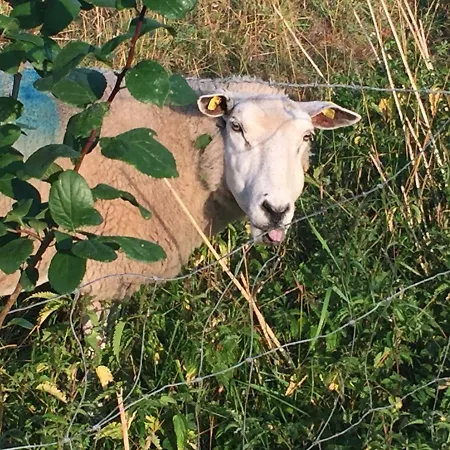 Deichschaf *