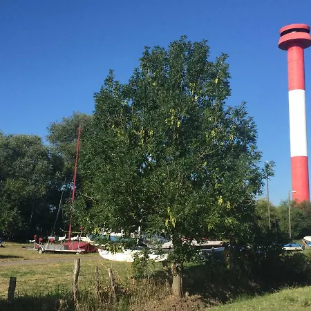 Deichschaf Neuendorf bei Elmshorn