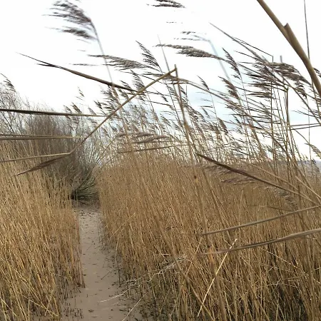 Deichschaf * Neuendorf bei Elmshorn
