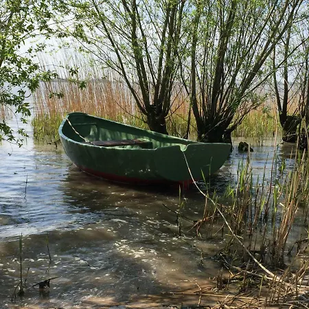 Deichschaf *
