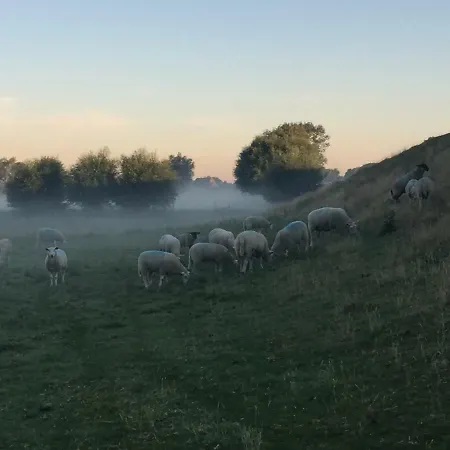 Deichschaf * Neuendorf bei Elmshorn
