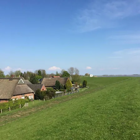 Deichschaf Neuendorf bei Elmshorn